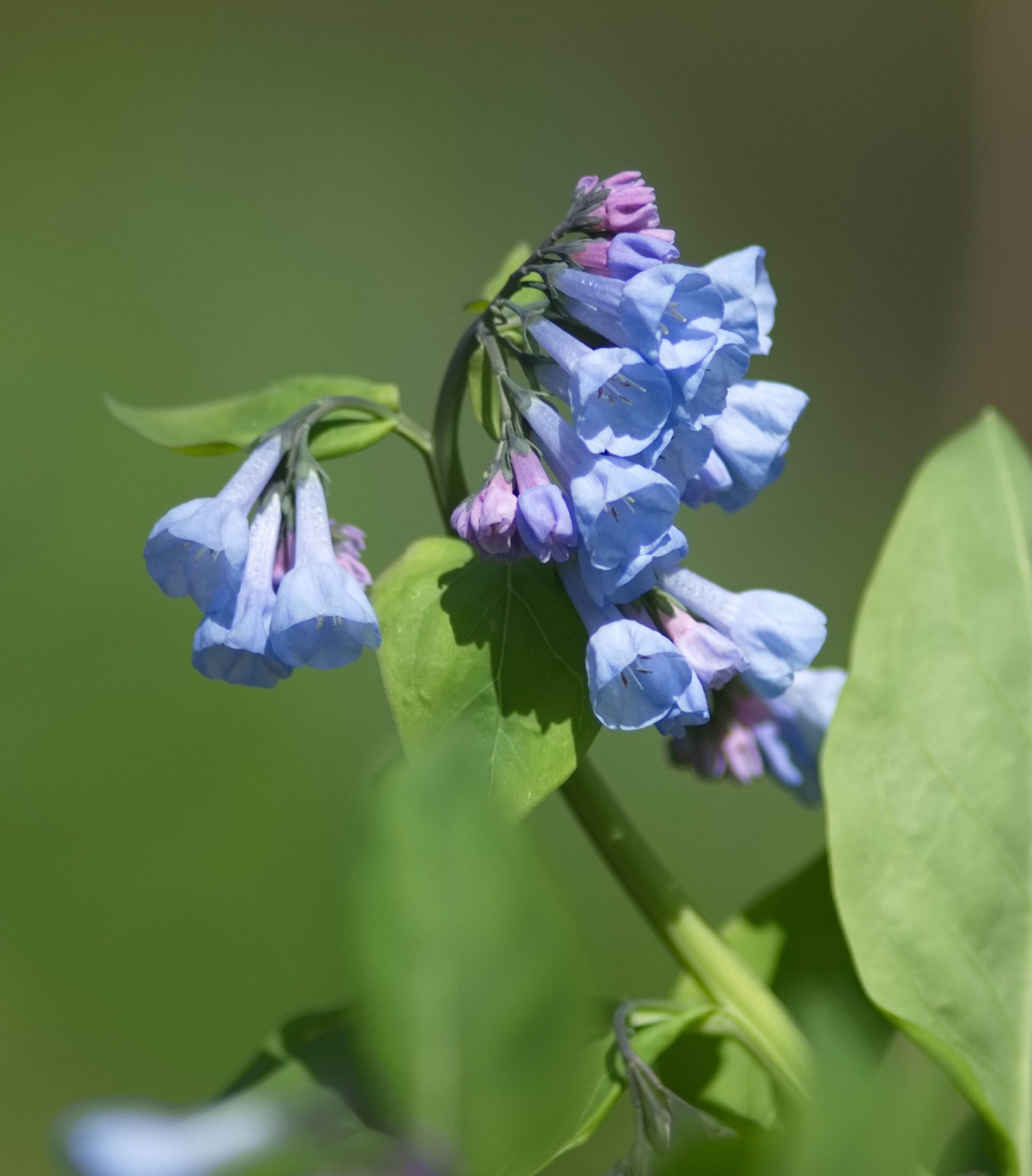 Bluebell