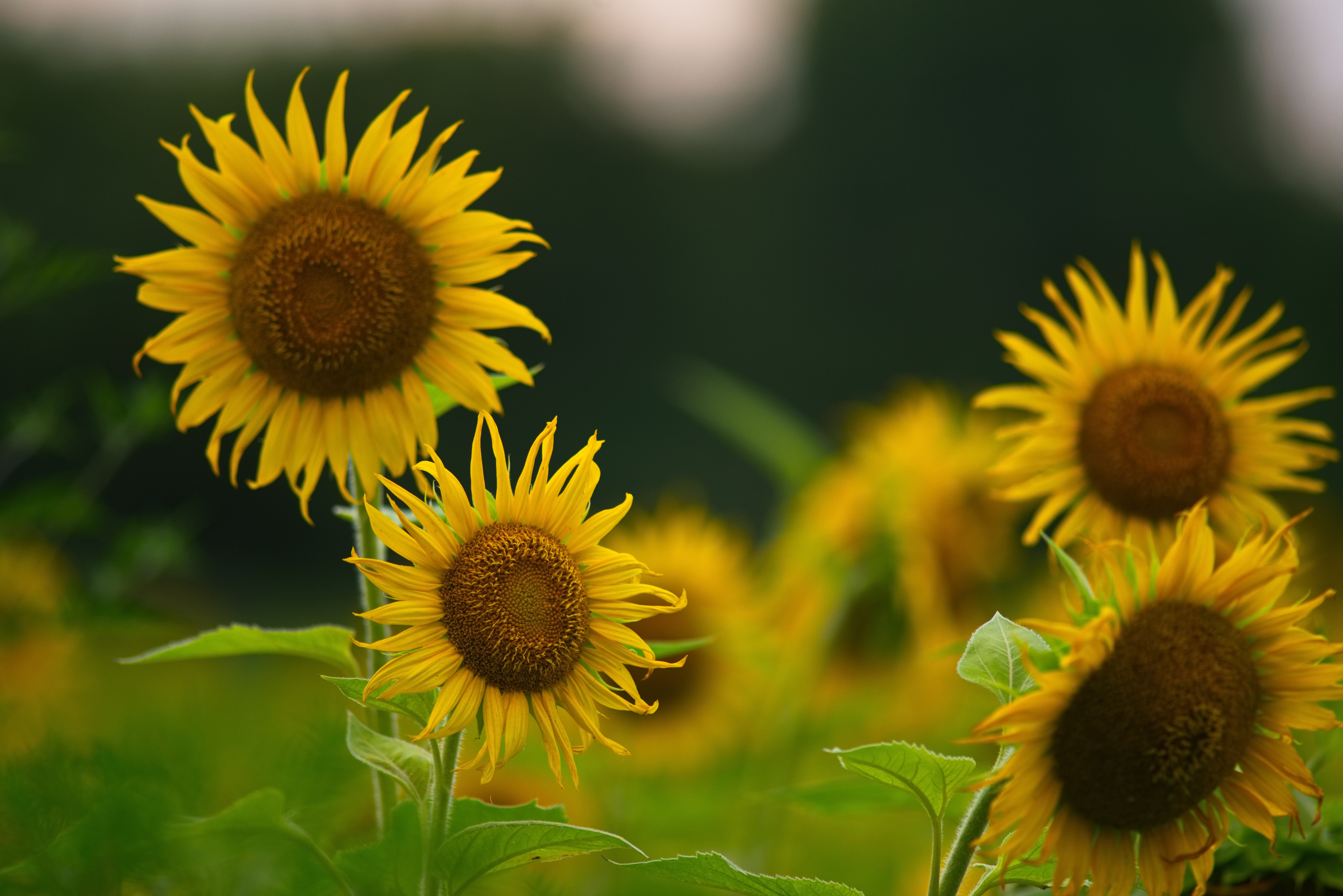 Sunflowers